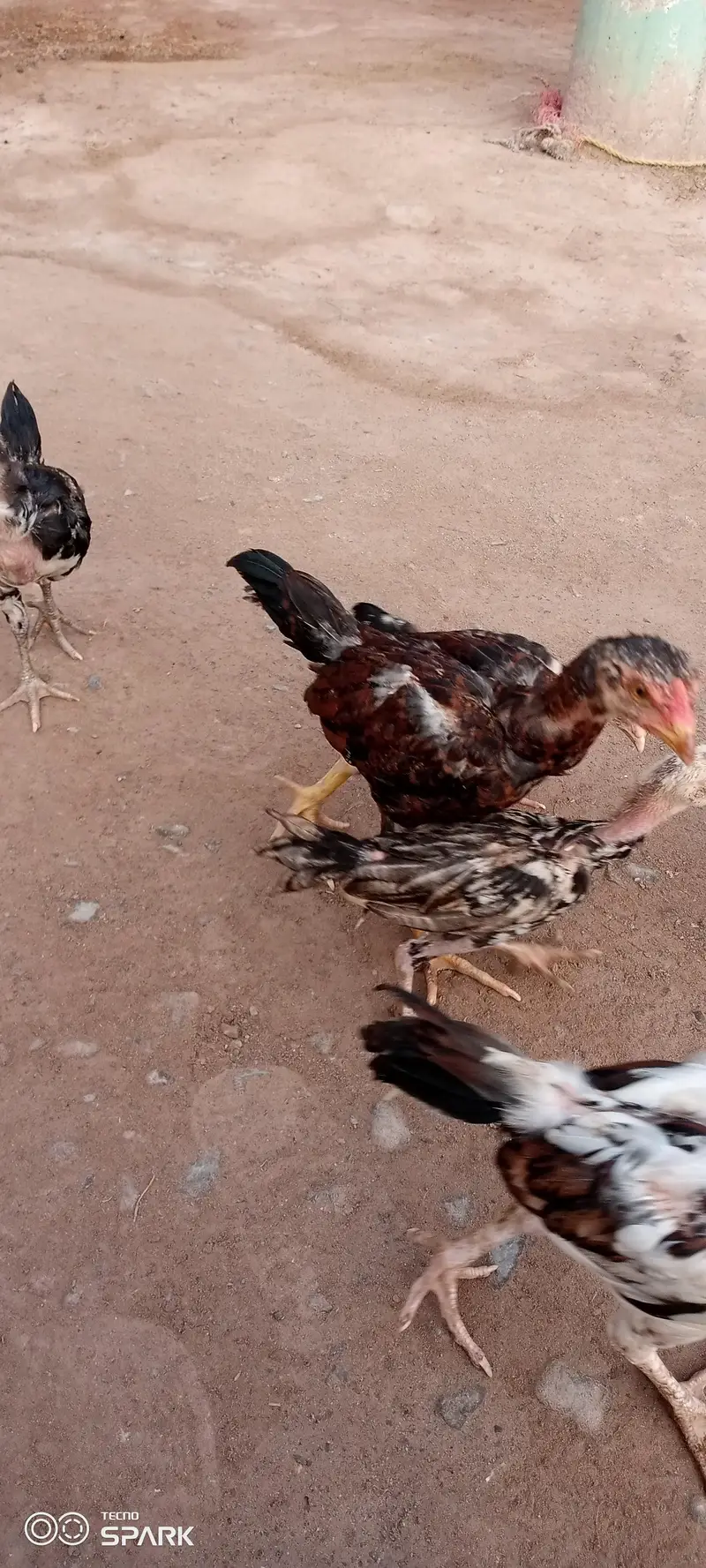 Aseel chicks — photo 7