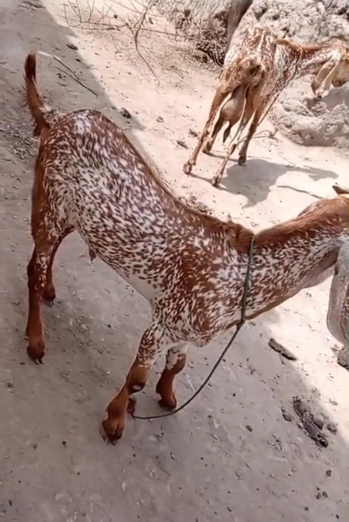 makkhi chena Bakra for sale _ _03262867305 — photo 4