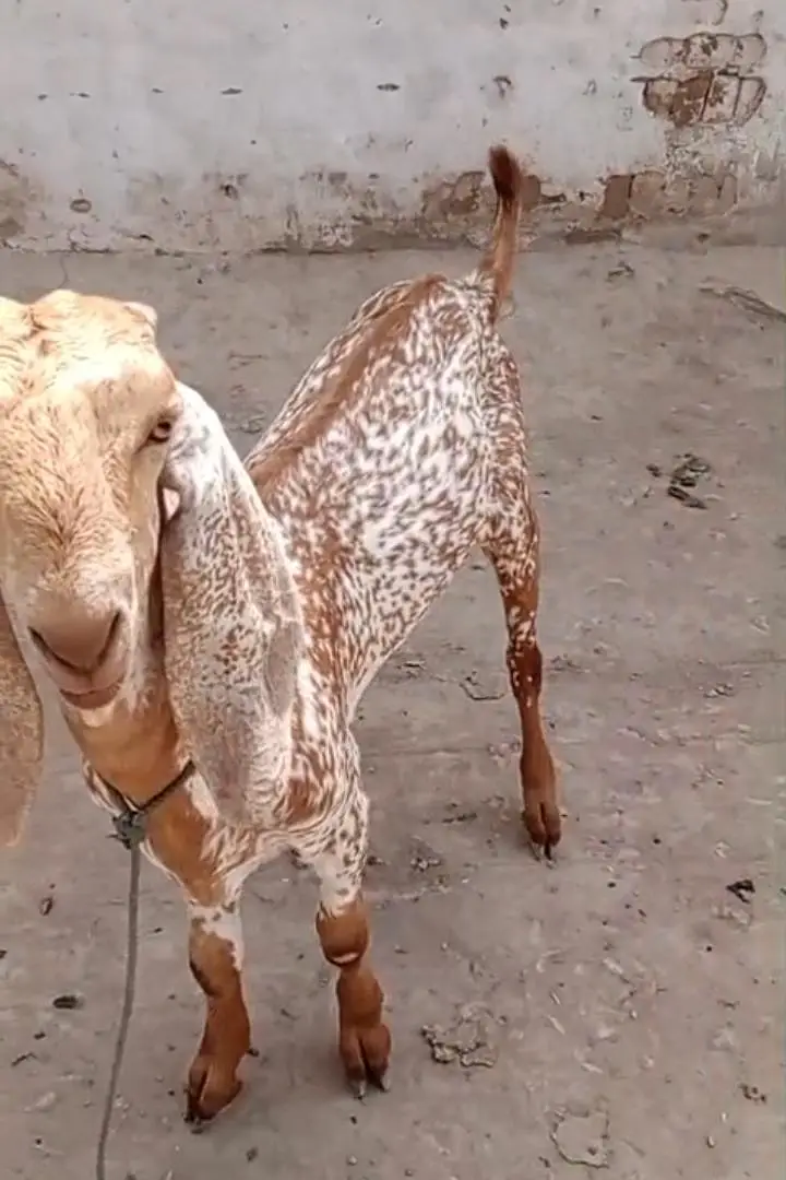 makkhi chena Bakra for sale _ _03262867305 — photo 5