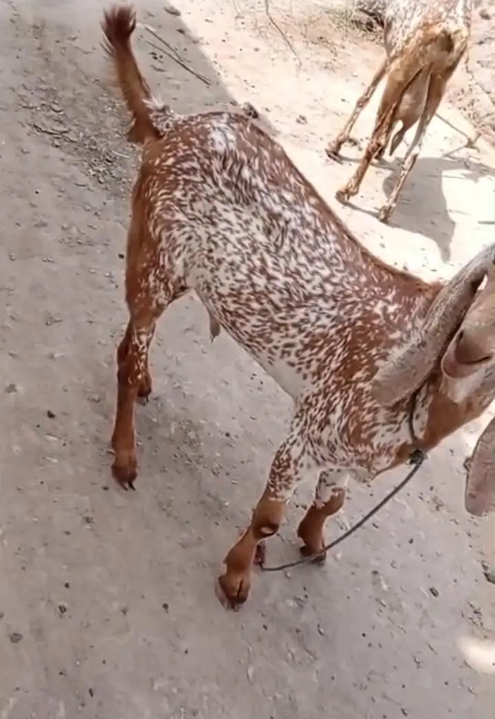 makkhi chena Bakra for sale _ _03262867305 — photo 6