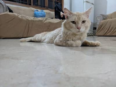 cat  selling