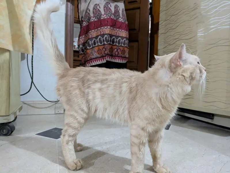 cat  selling — photo 2
