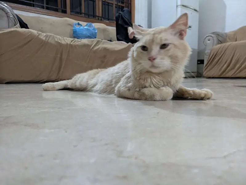 cat  selling — photo 3