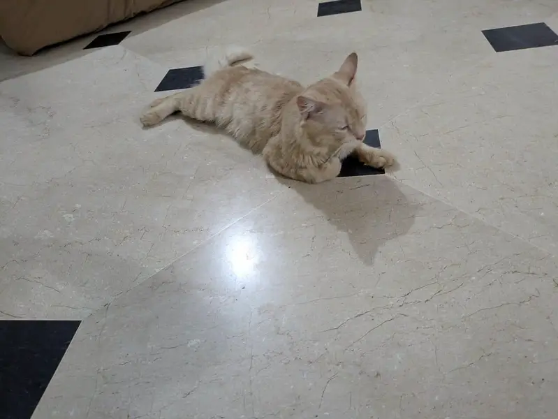 cat  selling — photo 4