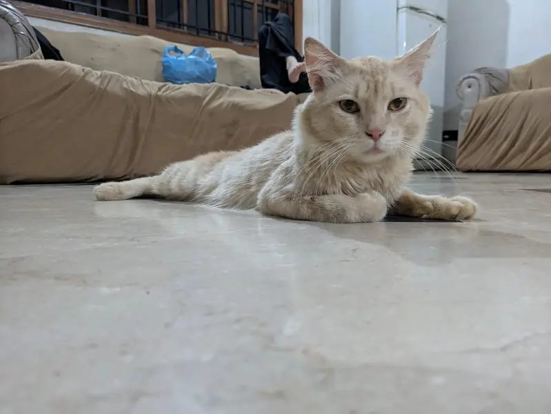 cat  selling — photo 6