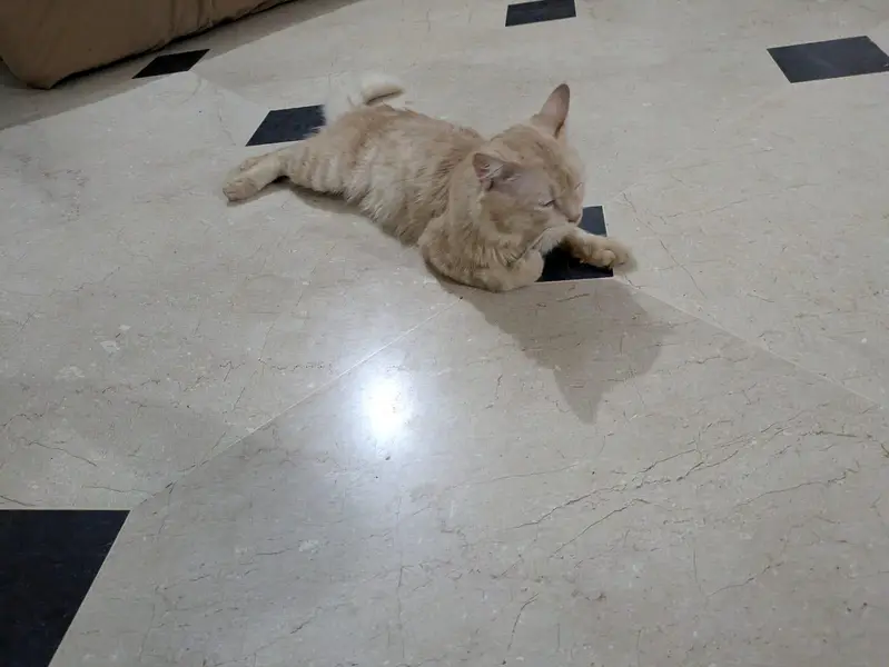 cat  selling — photo 7