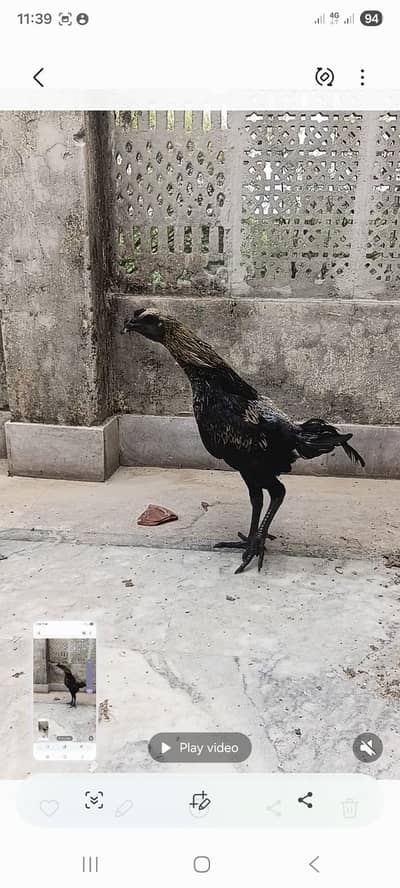black kobra breed purre thii fiter bladline vvip black eyes nok nalii