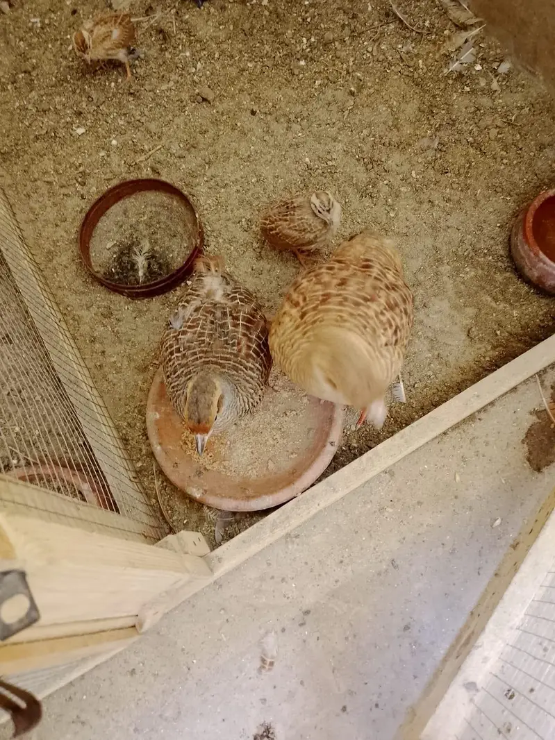 Irani teetar — photo 2