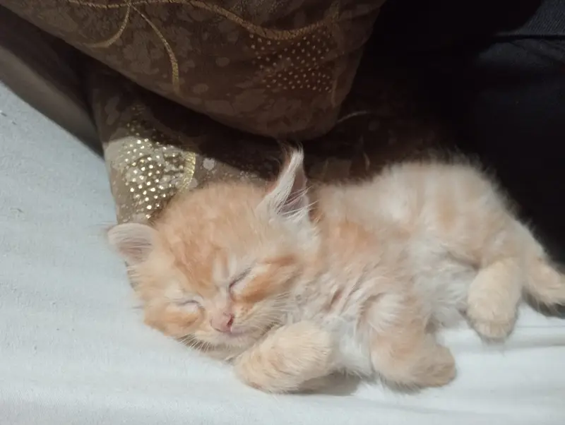 Ginger colour kittens — photo 2
