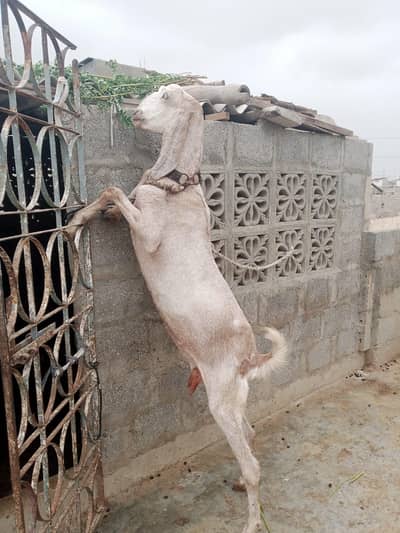 goat bakri