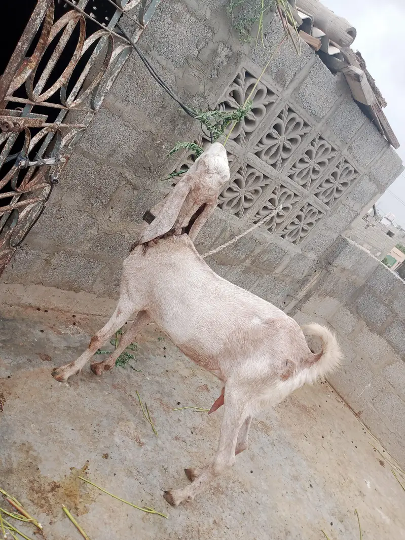goat bakri — photo 2