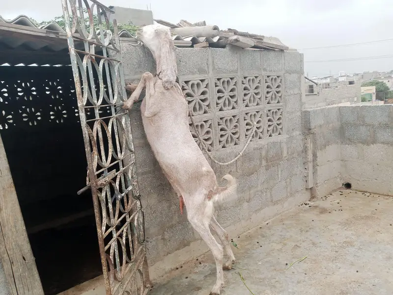 goat bakri — photo 3