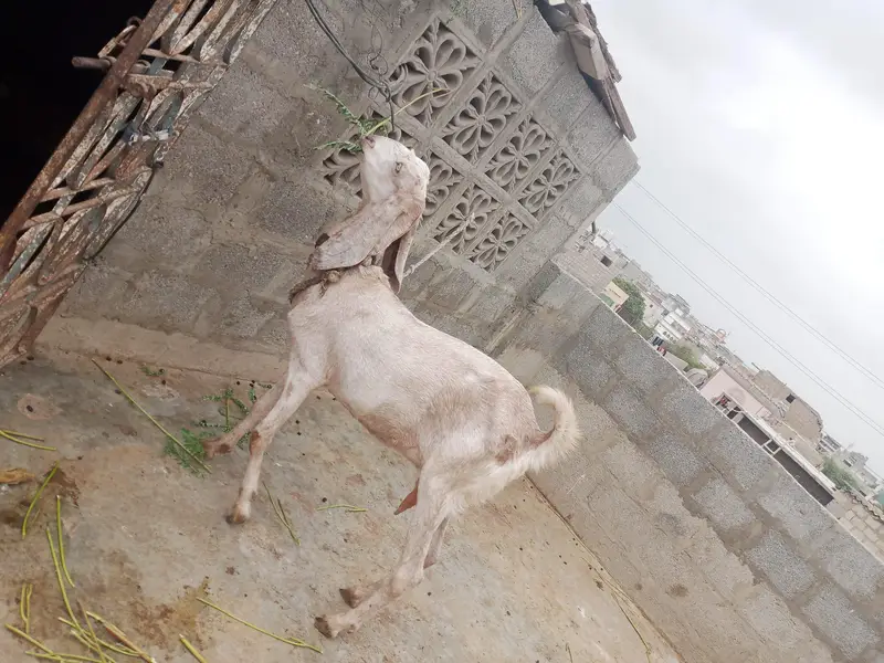 goat bakri — photo 4