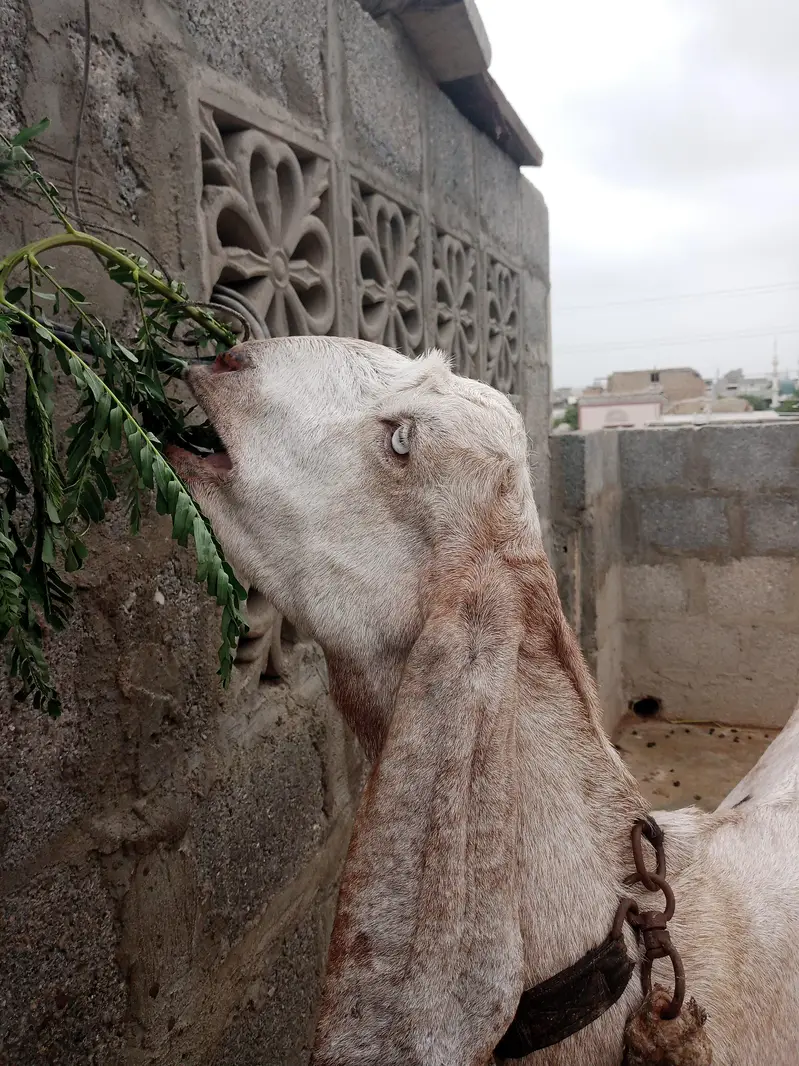 goat bakri — photo 6
