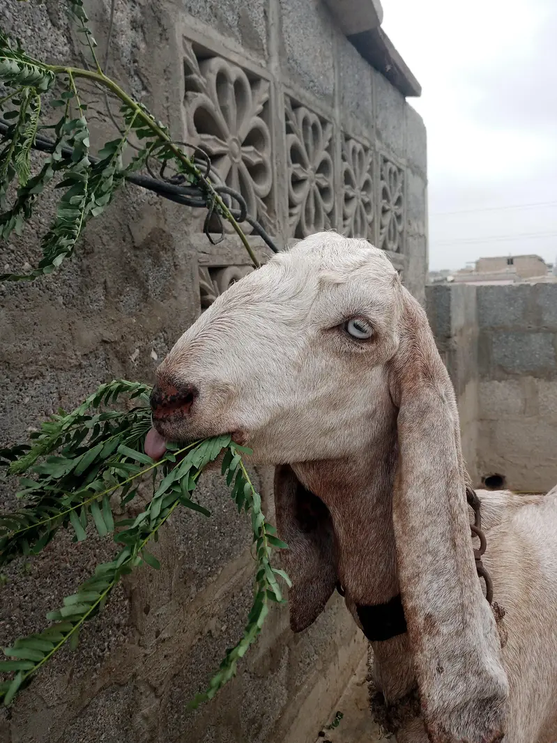 goat bakri — photo 7