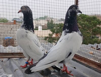 2 Teedy / 2 Indian surkha breeder pairs available
