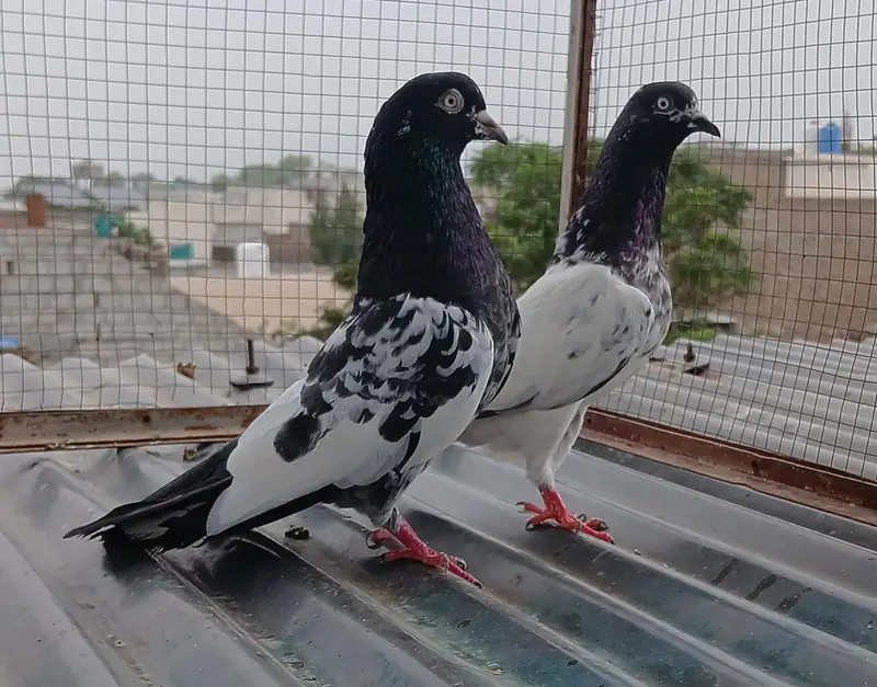 2 Teedy / 2 Indian surkha breeder pairs dubwali female available — photo 2