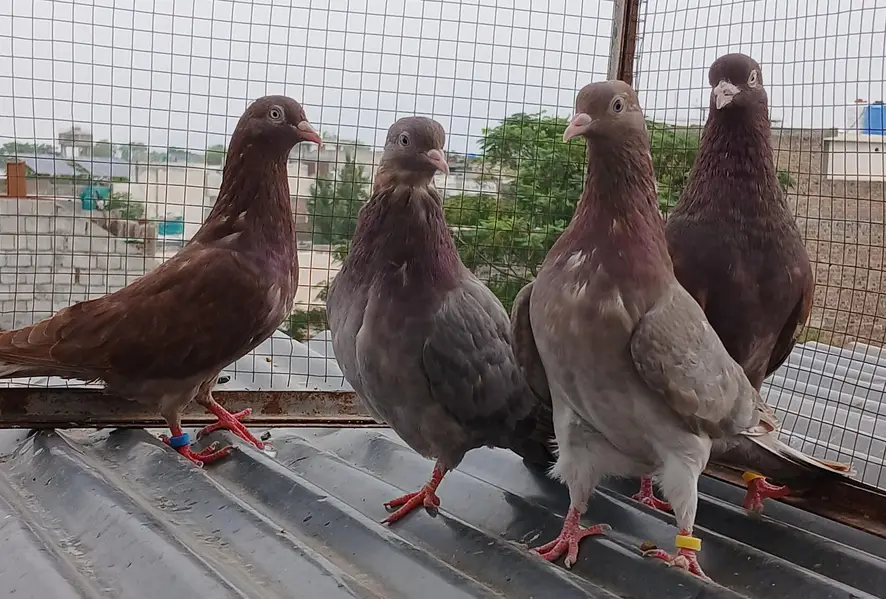 2 Teedy / 2 Indian surkha breeder pairs dubwali female available — photo 3