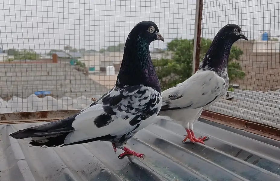 2 Teedy / 2 Indian surkha breeder pairs dubwali female available — photo 4