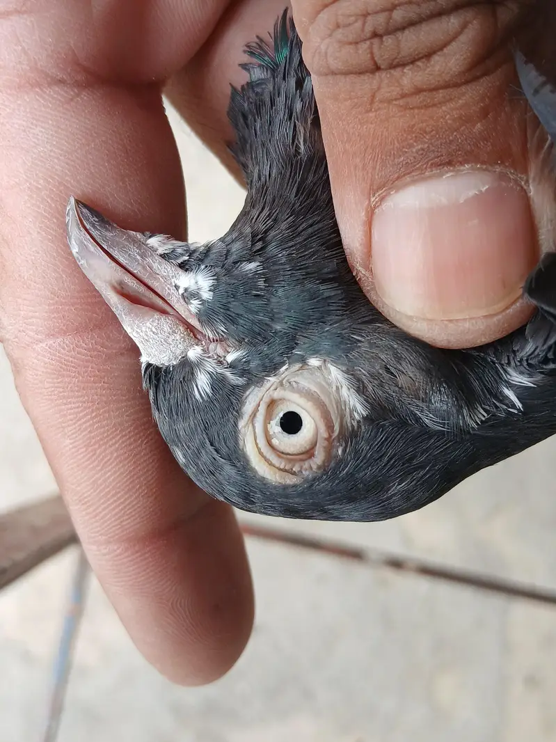 2 Teedy / 2 Indian surkha breeder pairs dubwali female available — photo 5