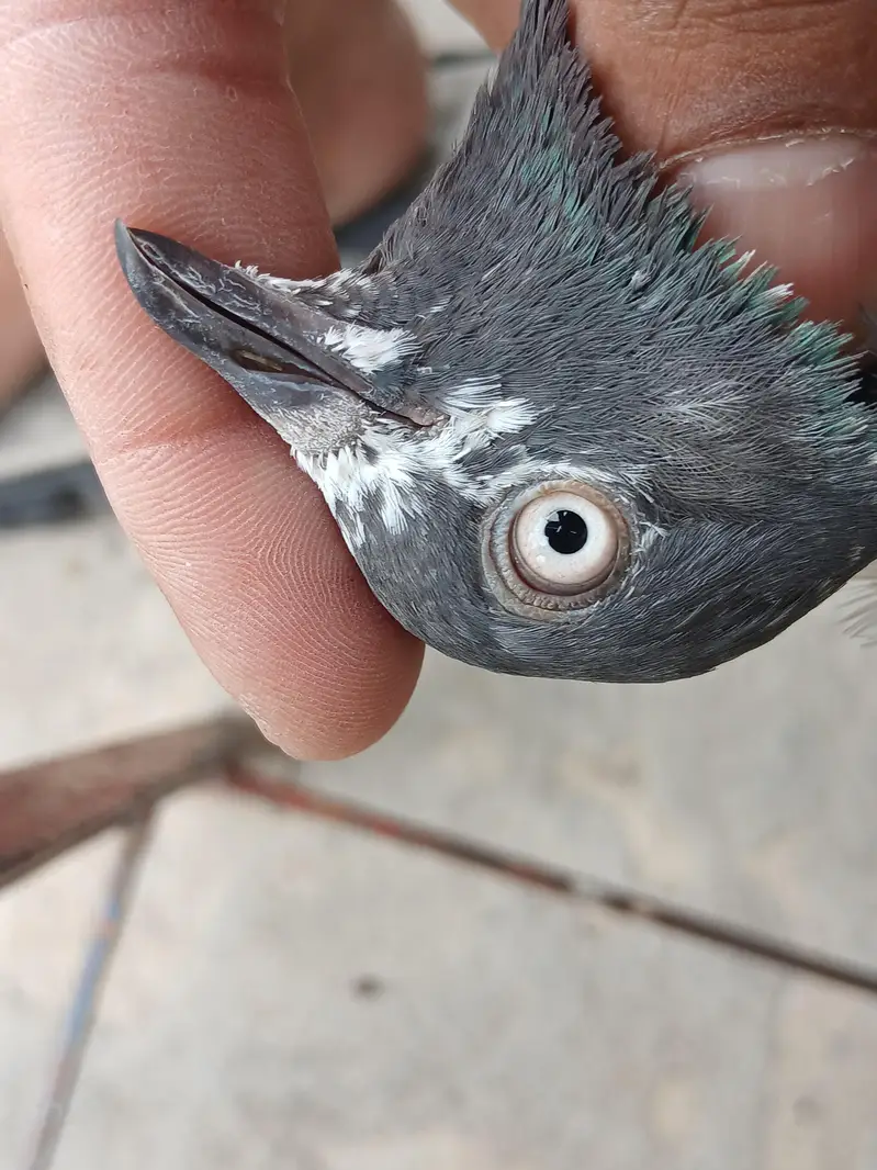 2 Teedy / 2 Indian surkha breeder pairs dubwali female available — photo 6