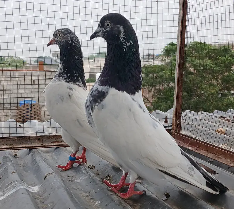 2 Teedy / 2 Indian surkha breeder pairs dubwali female available — photo 7