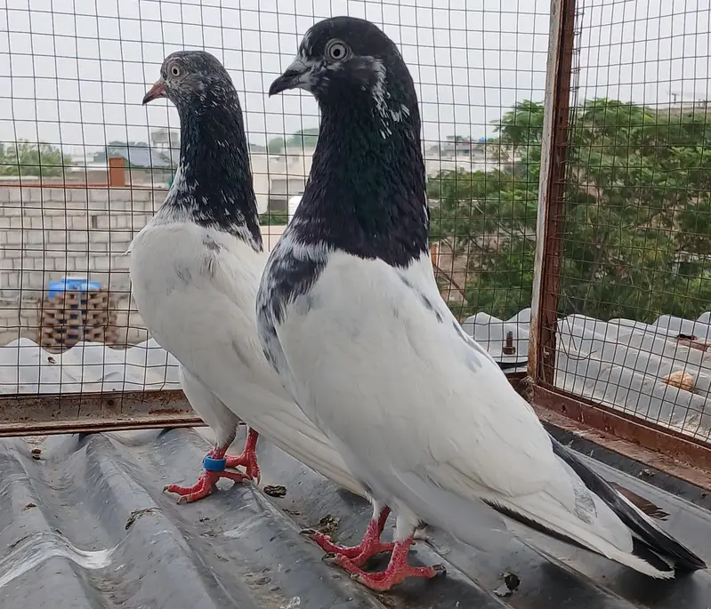 2 Teedy / 2 Indian surkha breeder pairs dubwali female available — photo 8