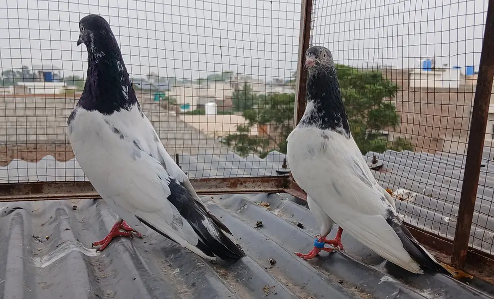 2 Teedy / 2 Indian surkha breeder pairs dubwali female available — photo 9