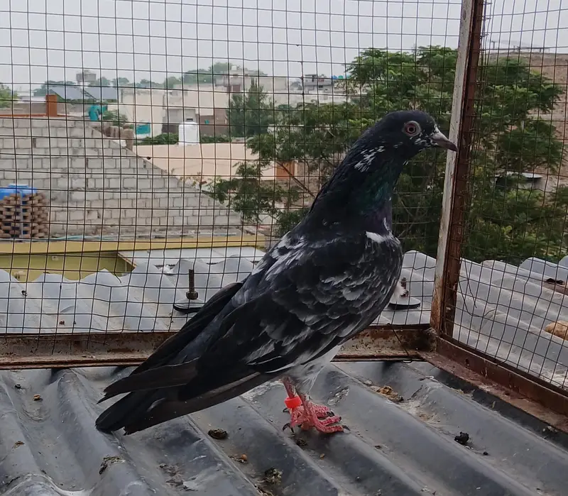2 Teedy / 2 Indian surkha breeder pairs dubwali female available — photo 10