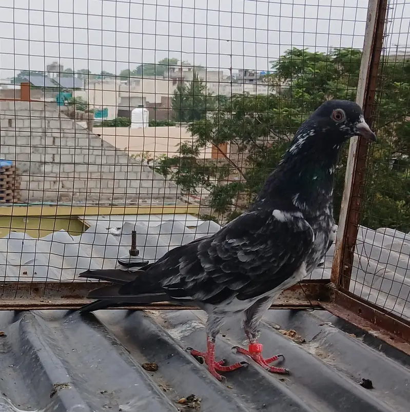 2 Teedy / 2 Indian surkha breeder pairs dubwali female available — photo 11