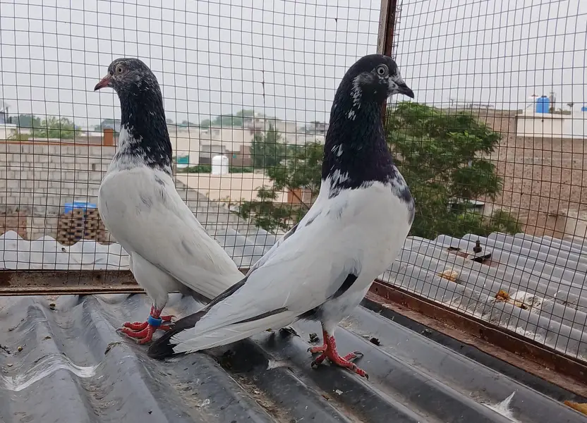 2 Teedy / 2 Indian surkha breeder pairs dubwali female available — photo 12