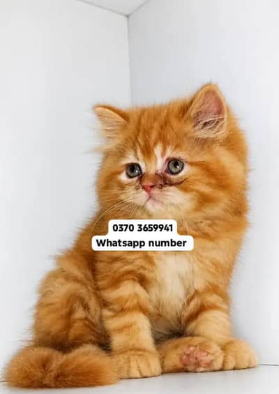 ( Persian Female Kitten ) For sale Contact WhatsApp
