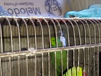 Ringneck breeding pair for sale with out cage and with out nest box