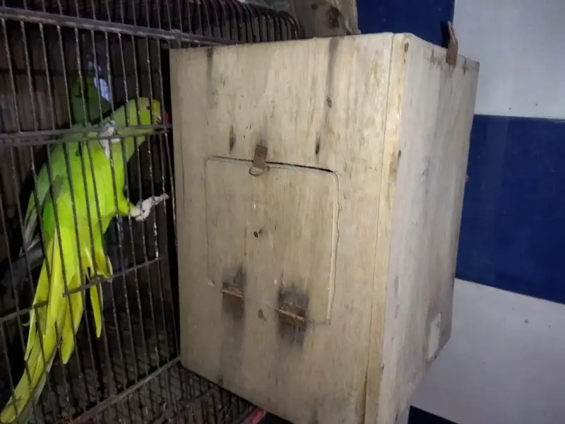 Ringneck breeding pair for sale with out cage and with out nest box — photo 2