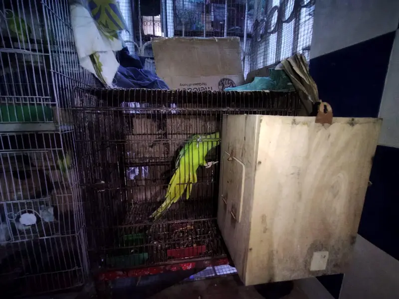 Ringneck breeding pair for sale with out cage and with out nest box — photo 3