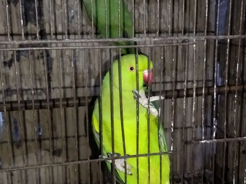 Ringneck breeding pair for sale with out cage and with out nest box — photo 6