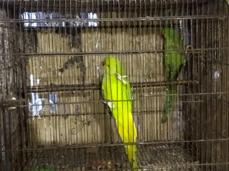 Ringneck breeding pair for sale with out cage and with out nest box — photo 9