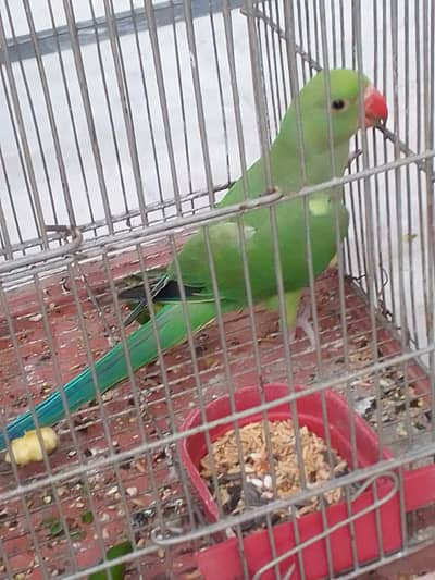 Beautiful ring neack baby parrot