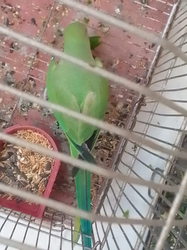 Beautiful ring neack baby parrot — photo 2