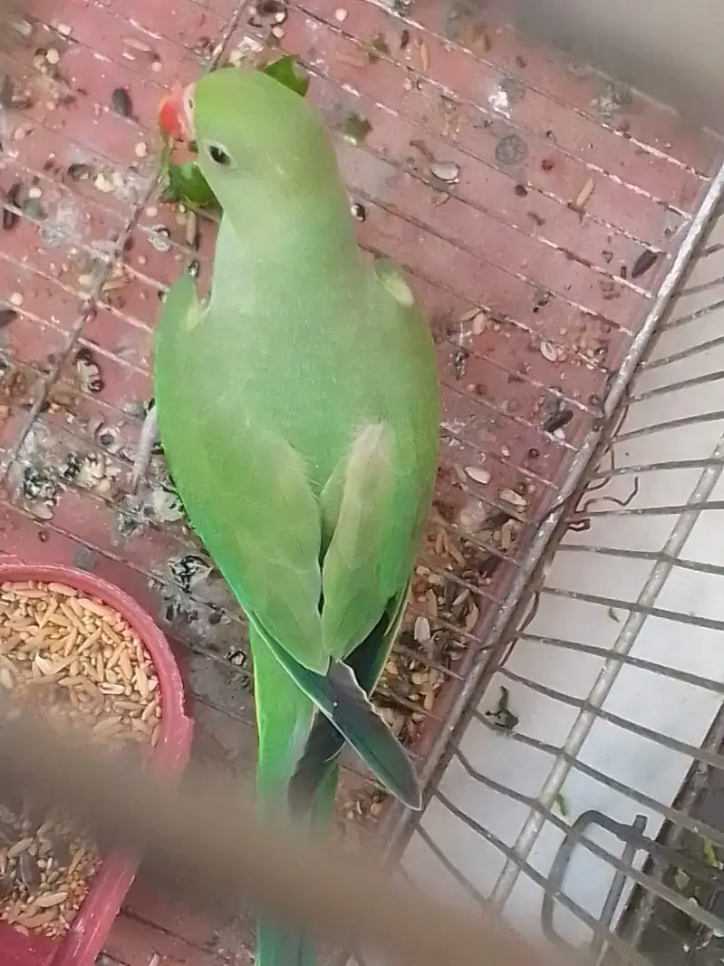 Beautiful ring neack baby parrot — photo 3