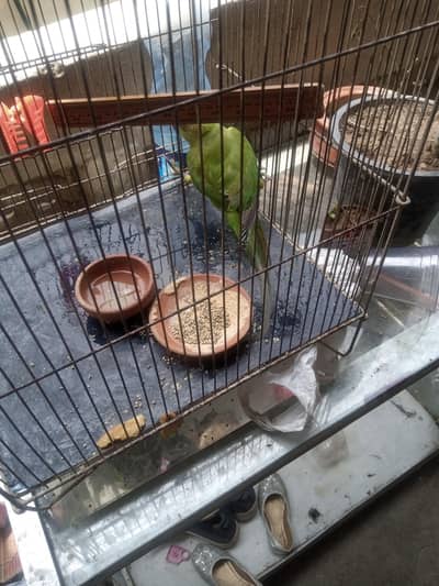 parrot for sale