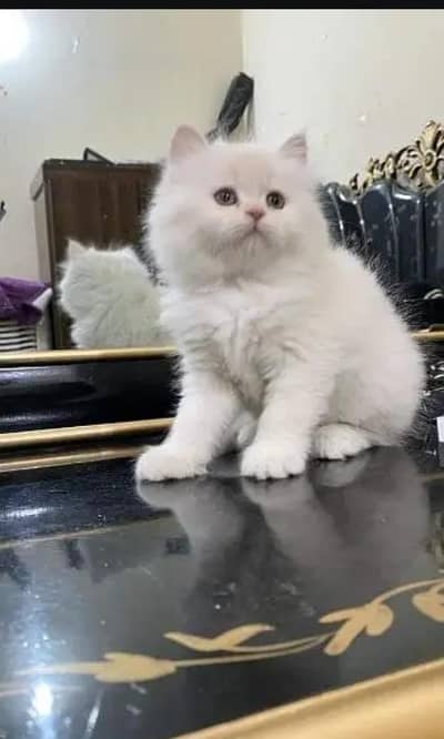 Persian cat for sale 2 month age available