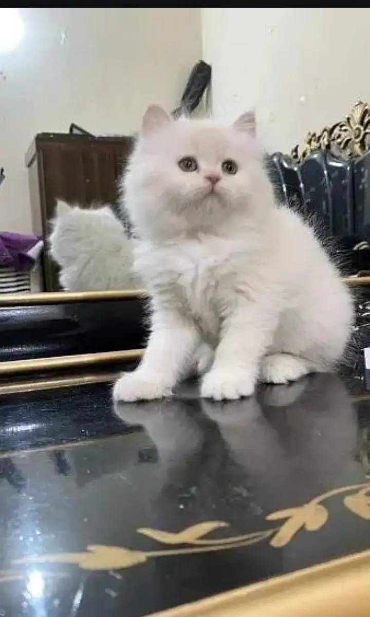Persian cat for sale 2 month age available — photo 2