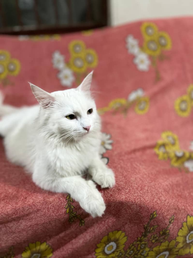 Persian Cat 0