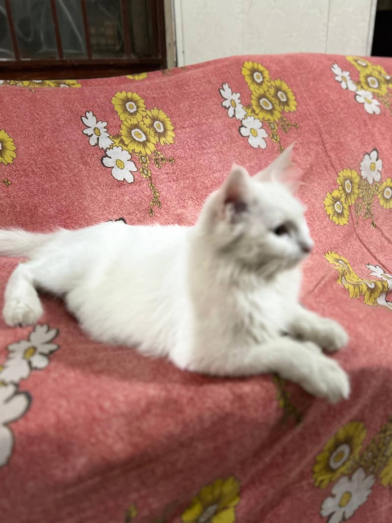 Persian Cat 1