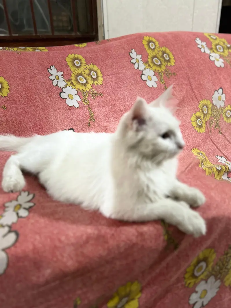 Persian Cat — photo 2