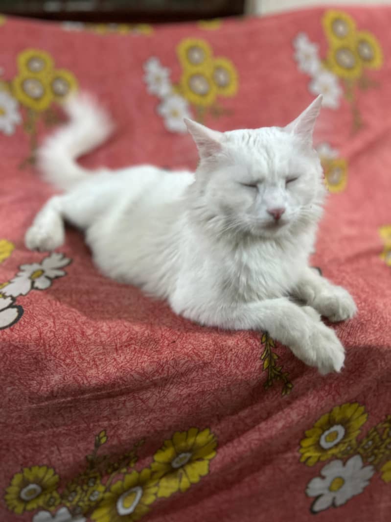 Persian Cat 2
