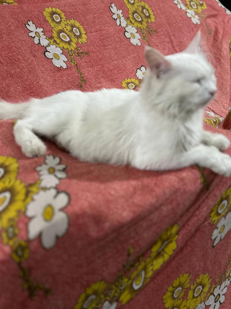 Persian Cat 3