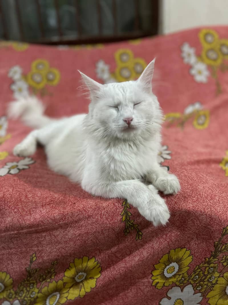Persian Cat 4