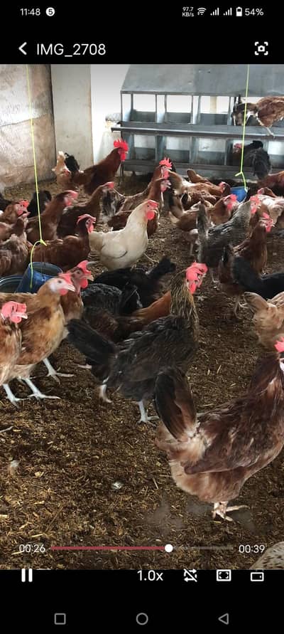 Golden eggs laying hens available for sale